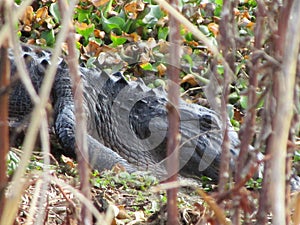 Close Up of Alligator