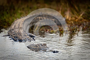 Close Up of Alligator Entering Water