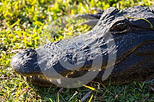 Close up of alligator in Everglades