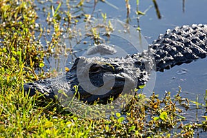 Close up of alligator in Everglades