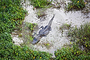 Close up of alligator in Everglades