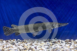 Close-up of Alligator gar in the aquarium.