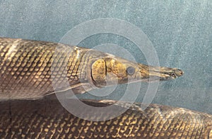 Close up Alligator Gar Fish is Swimming in the Aquarium