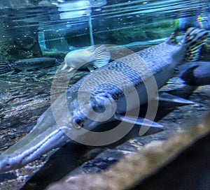 Close Up Alligator Gars in Seaworld Ancol