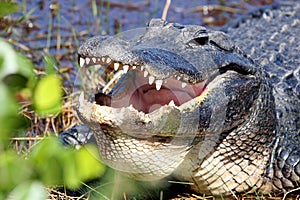 Close-up alligator head photo