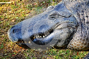 Close Up of Alligator Head