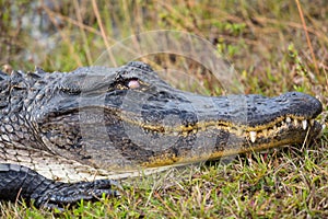 Close up of alligator head in Everglades