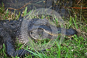 Close up of an Alligator Head in Everglades National Park, Florida