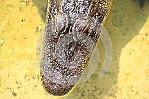 Close up of an Alligator head in Florida