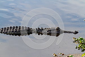 Close up of an Alligator, Mostly Submerged, Lurking in the Swamp of Elm Lake at Brazos Bend