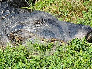Close-Up of an Alligator - Tram Road Trail to Shark Valley Observation Tower in Everglades National Park in Florida