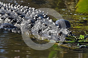 Close up of Alligator in the wetlands