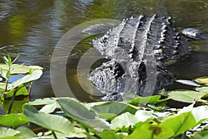 Close up of Alligator in the wetlands