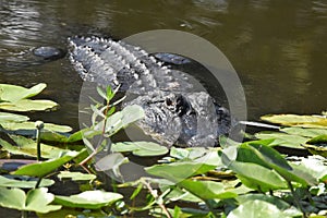 Close up of Alligator in the wetlands