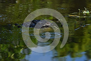 Close up of Alligator in the wetlands