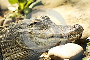 Close up of alligators face