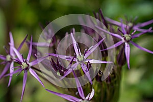 Close up of an Allium flower head against a bright green background