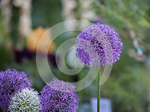 Close-up of Allium Purple Sensation Flower, Ornamental Onion