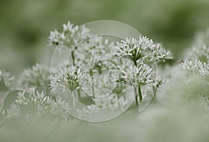 Close-up of allium ursinum