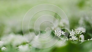 Close-up of allium ursinum