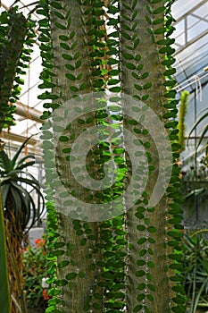 Close up of Alluaudia procera cactus. Botanical garden Heidelberg, Baden Wuerttemberg, Germany