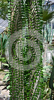 Close up of Alluaudia procera cactus. Botanical garden Heidelberg, Baden Wuerttemberg, Germany