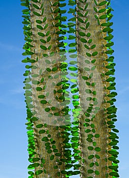 Close up of Alluaudia procera cactus. Botanical garden Heidelberg, Baden Wuerttemberg, Germany