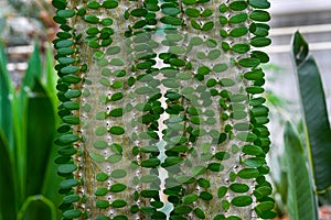 Close up of Alluaudia procera cactus. Botanical garden Heidelberg, Baden Wuerttemberg, Germany