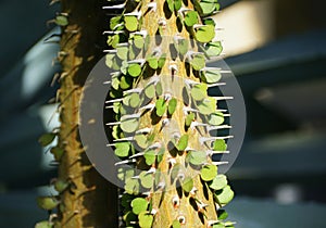 Close up of Alluaudia procera cactus, a deciduous succulent plant species from Madagascar photo