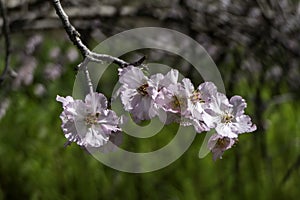 The close-up of an almond flower in full bloom