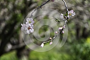 The close-up of an almond flower in full bloom
