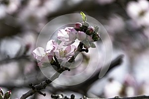 The close-up of an almond flower in full bloom