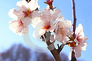 Close up almond flowers blossom photo