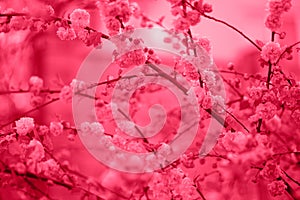 Close-up almond flowers colored in Viva Magenta - color of the year 2023. Natural floral banner with copy space. Main trend