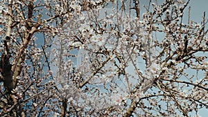 Close up of almond tree blossom petals and flowers