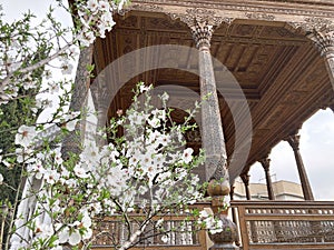 Close-up of Almond Tree Blossoms Dushanbe Tajikistan