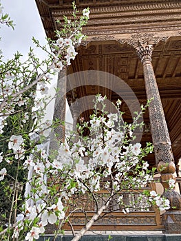 Close-up of Almond Tree Blossoms Dushanbe Tajikistan