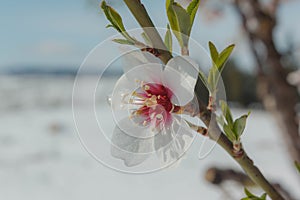 Close-up of an almond tree flower photo