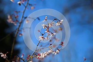 Close up of almond tree prunus dulcis with first blossoms appear in spring time against blue sky and blurred background