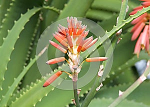 Close up on Aloe fero flower with cactus in background photo