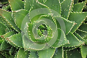 Close up of Aloe perfoliata rosette in a garden