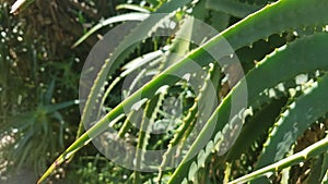 Close up of aloe plant in the Botanical Garden at the Universidad Nacional Autonoma de Mexico photo