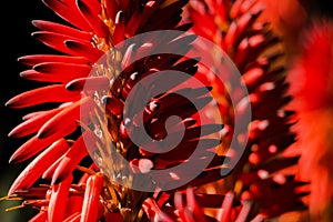 Close-up of an Aloe Vera flower with more flowers background