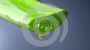 Close-up of Aloe Vera Gel dripping from Aloe plant green leaf. Skin care, healthcare, moisturizing concept.