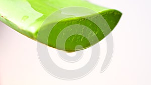 Close-up of Aloe Vera Gel dripping from Aloe plant green leaf. Skin care, healthcare, moisturizing concept.