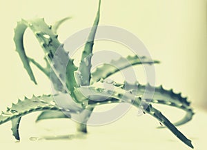 Aloe vera fresh organic eaves