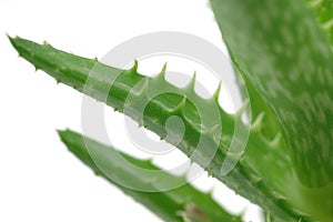 Close up of aloe vera leaves