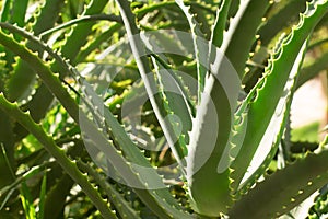 Close up Aloe Vera Plant photo