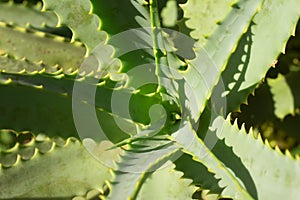 Close up Aloe Vera Plant photo