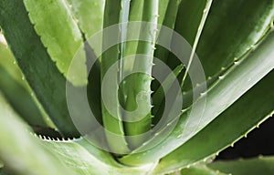 Close up Aloe Vera plant for cosmetic or healthcare medical